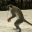 Alcoholic Vervet Monkeys! - Weird Nature 