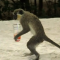 Alcoholic Vervet Monkeys! - Weird Nature 