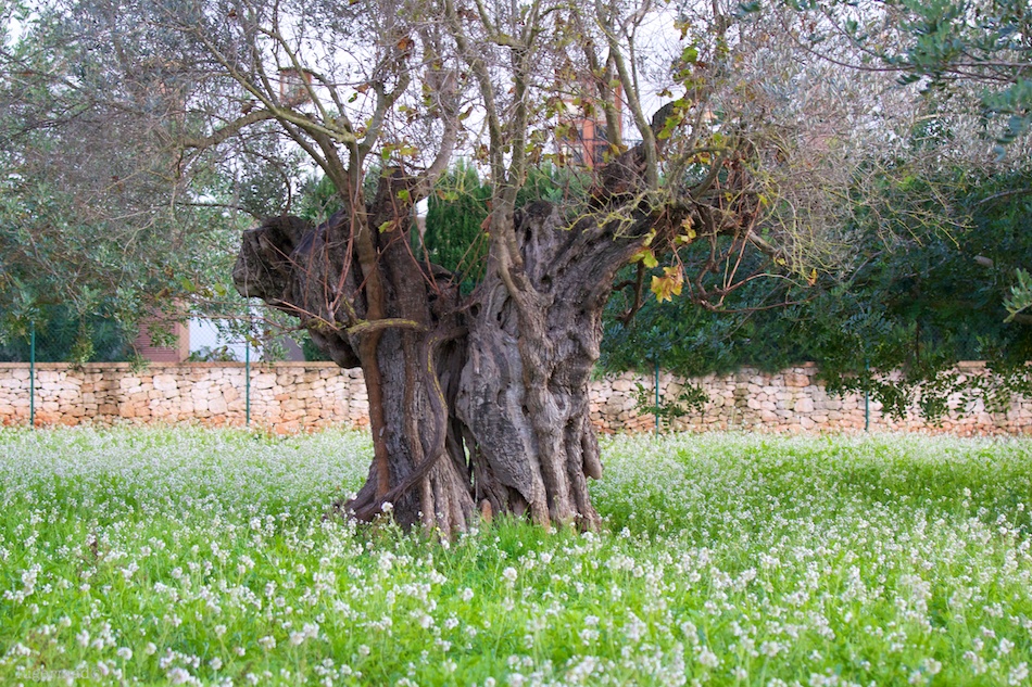 Campos de Ibiza Campos de Ibiza