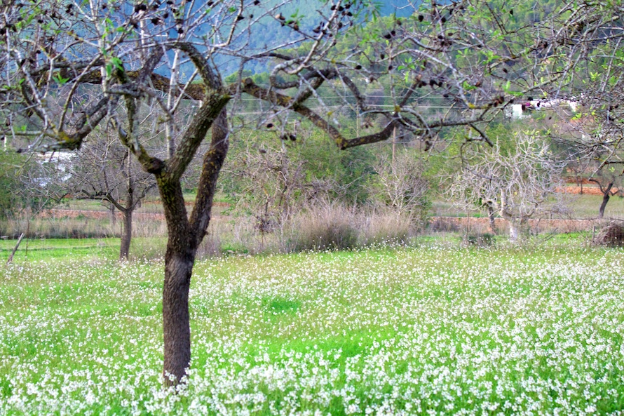 Campos de Ibiza Campos de Ibiza