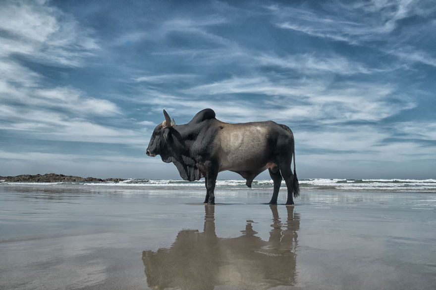 Christopher Rimmer photographs cattle in Pondoland