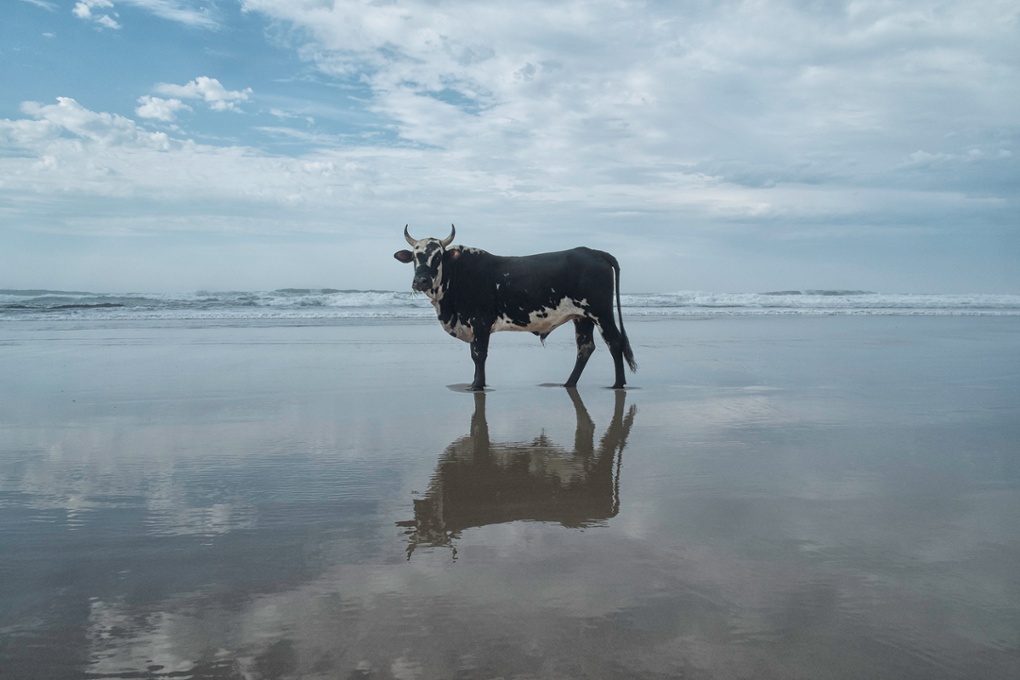 Christopher Rimmer photographs cattle in Pondoland