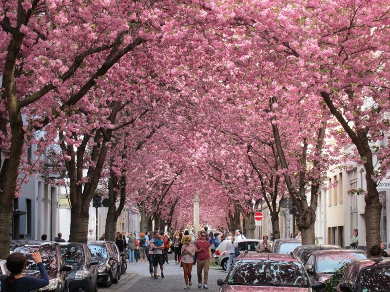 Cherry tree street in Bonn Germany 