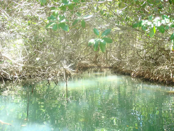 Manglares de los Roques