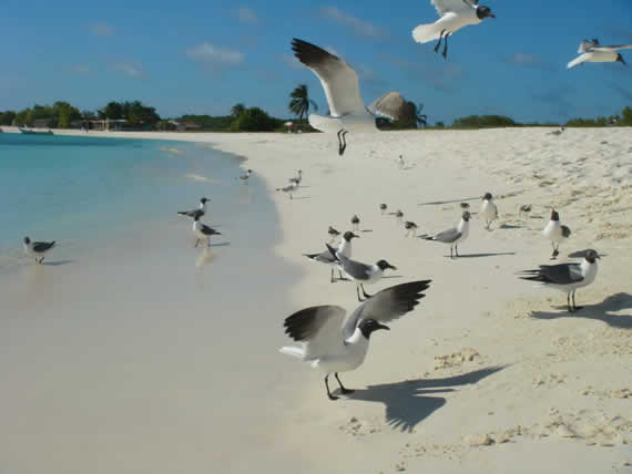 Cayos en Los Roques